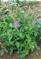 Salvia miltiorrhiza Bunge.:flowering plant