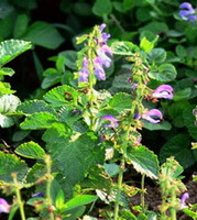 Salvia miltiorrhiza Bunge.:plante à fleurs