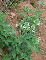 Salvia miltiorrhiza Bunge var.alba C.Y.Wu et H.W.Li.:plante à fleurs