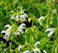 Salvia miltiorrhiza Bunge var.alba C.Y.Wu et H.W.Li.:blomstrende plante