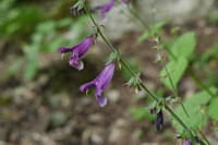 Salvia plectranthoides Girff.:plante à fleurs