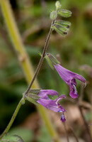 Salvia przewalskii Maxim.:fiori viola