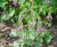 Salvia trijuga Diels.:blomstrende plante
