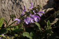 Salvia yunnanensis C.H.Wright.:flowering plant
