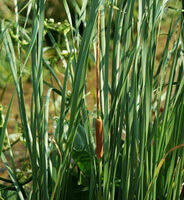 Typha angustata Bory et Chaub.:plantes en croissance