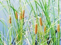 Typha angustifolia L.:piante in crescita nel lago