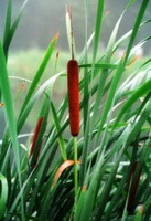 Typha latifolia:piante in crescita