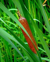 Typha orientalis Presl:piante in crescita