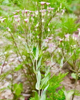 Vaccaria segetalis Neck.Garcke.:flowering plant
