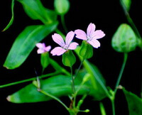 Vaccaria segetalis Neck.Garcke.:Blomstrende plante