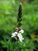 Verbena officinalis L.:flowering plant