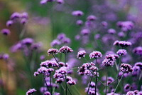 Verbena officinalis L.:purple flowers