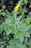 Agrimonia pilosa Ledeb.:blomstrende plante