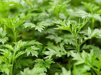 piante in crescita di Artemisia argyi Lévl .et Vant. con molte foglie verdi