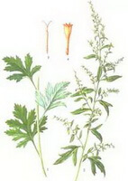 disegno colorato di Artemisia argyi Lévl .et Vant., pianta foglia e frutti