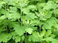 greenish growing shrubs of Artemisia argyi Lévl .et Vant.