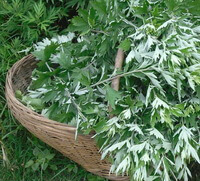 foglie fresche raccolte di Artemisia argyi Lévl .et Vant. sono ammassate in un cesto di bambù