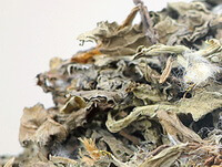 Big Thistle Herb:herb photo