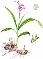 Bletilla striata Thunb.Reichb.f.:drawing of whole plant