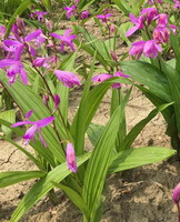 Bletilla striata Thunb.Reichb.f.:pianta in fiore