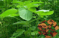 Boehmeria nivea L.Gaud:pianta in crescita