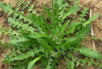 Capsella bursa-pastoris L.Medic.:arbusto in crescita