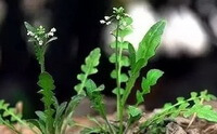 Capsella bursa-pastoris L.Medic.:blomstrende plante