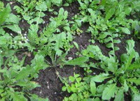 Capsella bursa-pastoris L.Medic.:piante in crescita