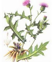 Cirsium japonicum DC.:disegno di pianta intera