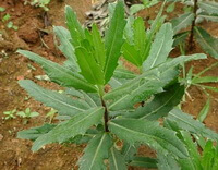 Cirsium setosum Willd.MB:plante en croissance
