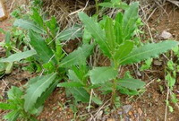 Cirsium setosum Willd.MB:plante en croissance