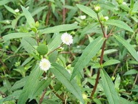 Eclipta prostrata L.:flowering plant