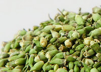 Flos Sophorae Immaturus:herb photo
