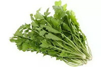 Herba Capsellae:photo of fresh herb