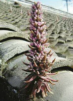 Orostachys fimbriatus Turcz.Berg:plante poussant sur le toit