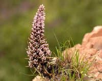 Orostachys fimbriatus Turcz.Berg:plant growing on rock