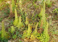 Orstachys erubescens Maxim.Ohwi:growing plant