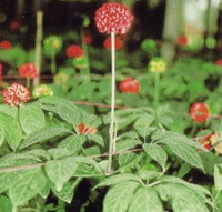 Panax notoginseng.:plante à fleurs