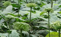 Panax notoginseng.: blomstrende plante