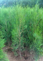 Platycladus orientalis L. Franco.:albero che cresce
