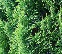 Platycladus orientalis L. Franco.:growing tree