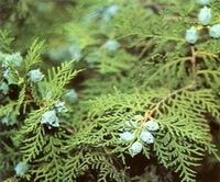 Platycladus orientalis L. Franco.:Fruchtbaum