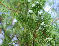 Platycladus orientalis L. Franco.:Fruchtbaum