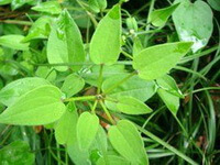 Rubia cordifolia L.:plante en croissance