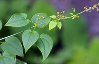 Rubia cordifolia L.:blomstrende plante