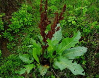 Rumex patientia L.:blomstrende plante