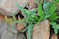Rumex patientia L.:growing plant in rocks