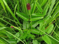 Sanguisorba officinalis L.:blomstrende plante