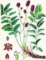 Sanguisorba officinalis L.:tegning af hele planten