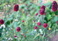 Sanguisorba officinalis L.:flowers